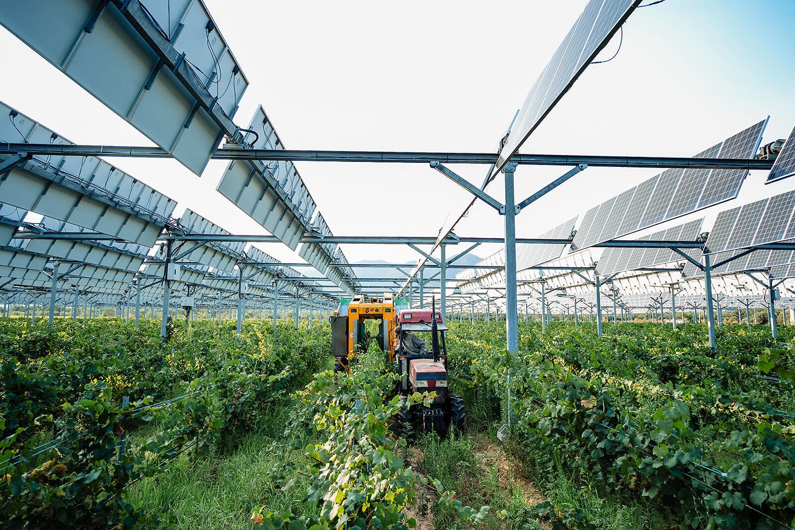 005 _ 2024-08-19 - Sun Agri - Vendanges Tresserre - 00012