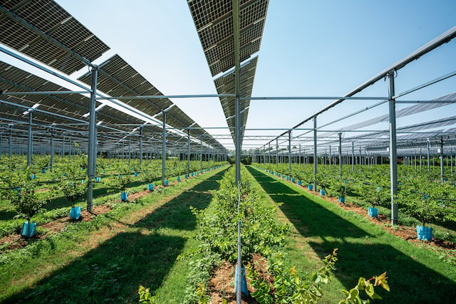 Un verger protégé par des panneaux photovoltaïques intelligents, contrôlables par ordinateur pour protéger la plante du soleil.