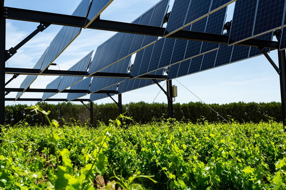 Photographie du dispositif expérimental sur vignes de Piolenc.