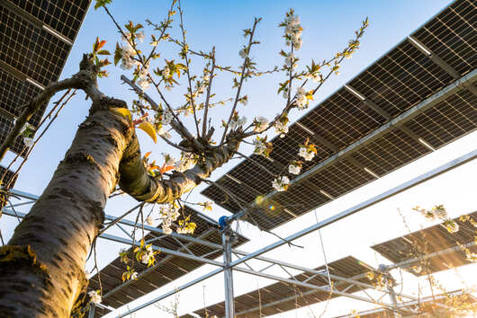 Arbre en fleurs sous une structure agrivoltaïque.