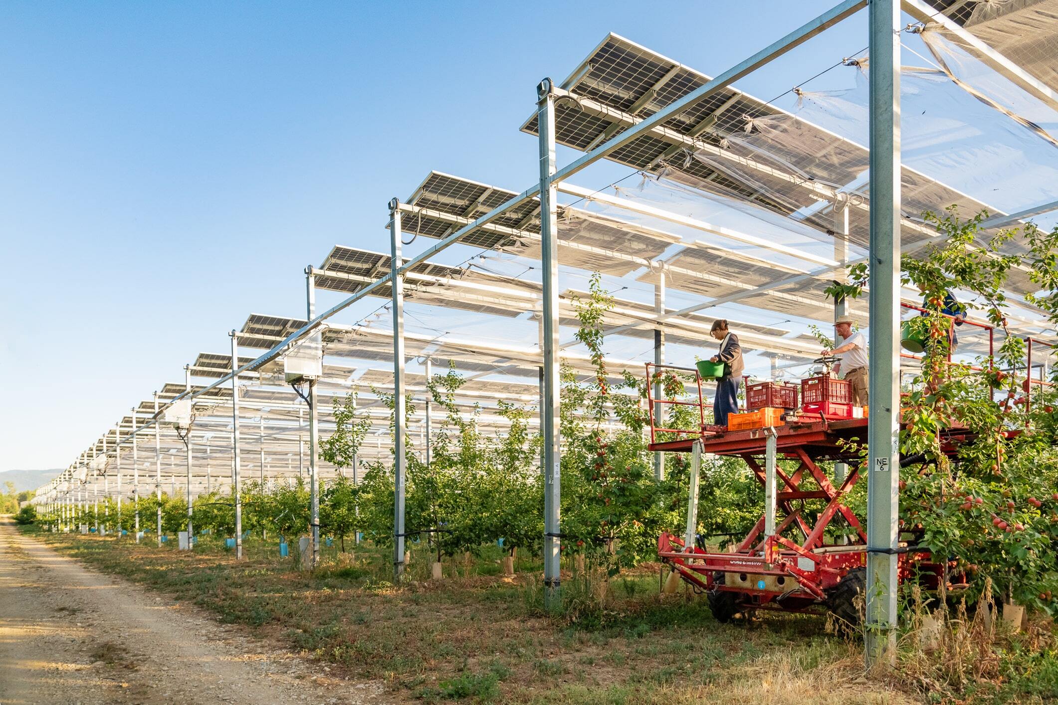 recolte de fruits dans le verger agrivoltaique de sunagri et la sefra a etoile sur rhone