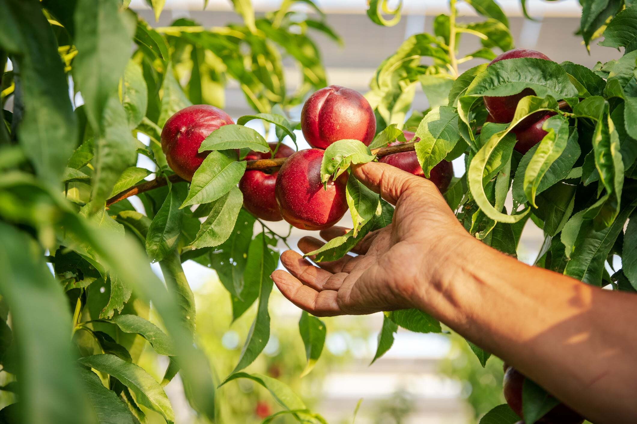 recolte de nectarines sous linstallation agrivoltaique de sunagri a etoile sur rhone