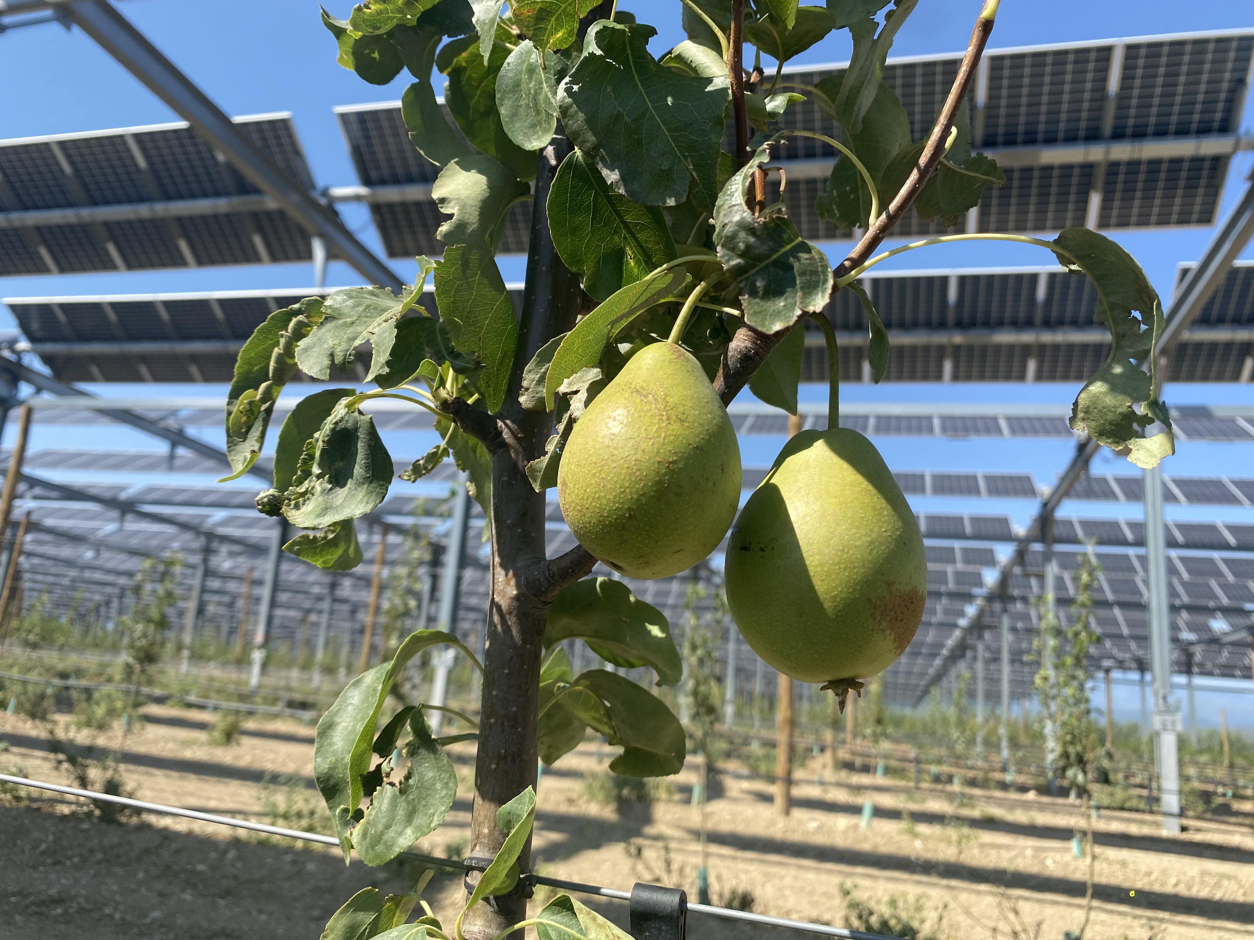 Poires sous installation agrivoltaique de sunagri et ille roussillon a Llupia