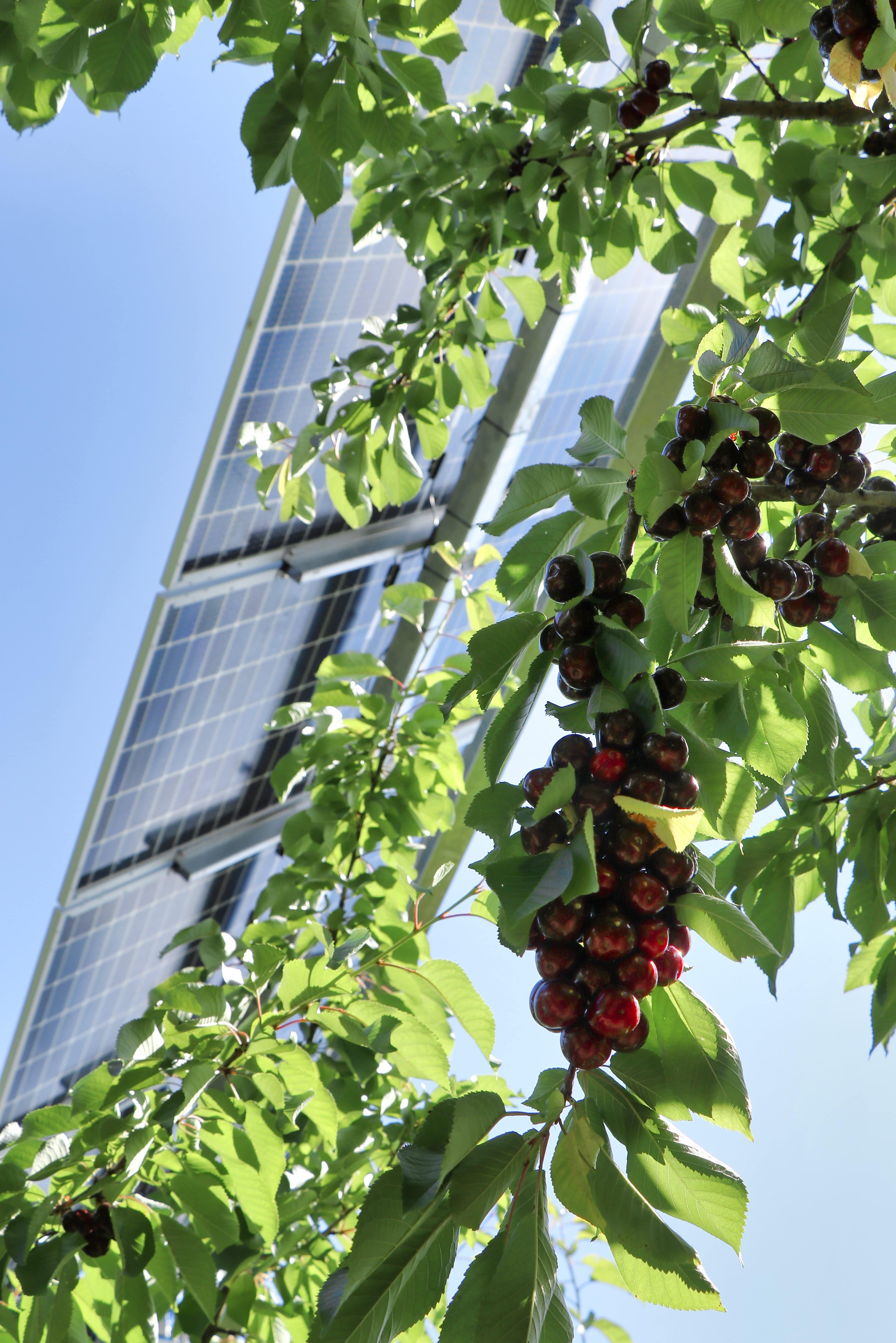 Loriol_Récolte_PFO (26) copie-min (1)