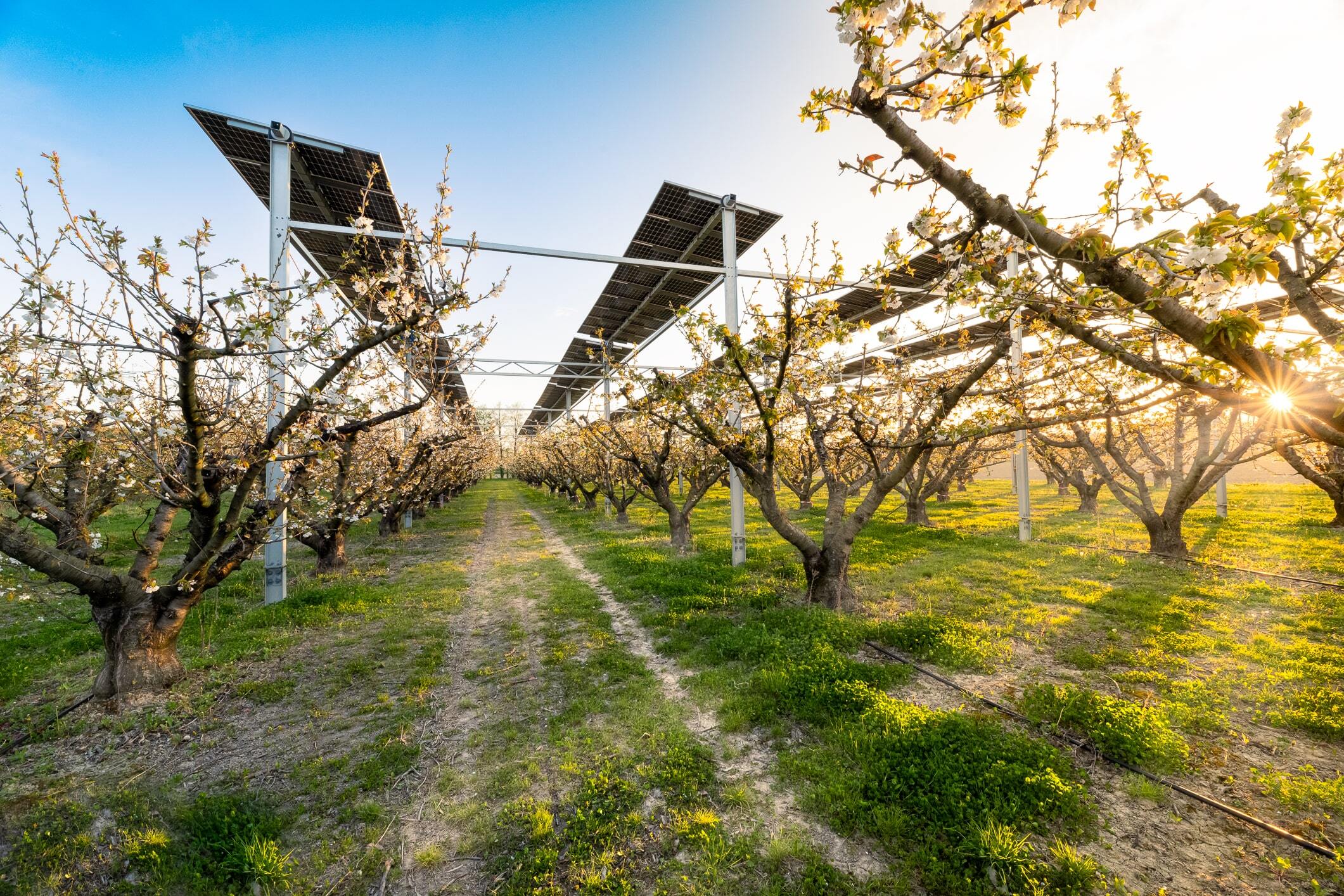 Soleil levant sur linstallation agrivoltaique de sunagri a loriol