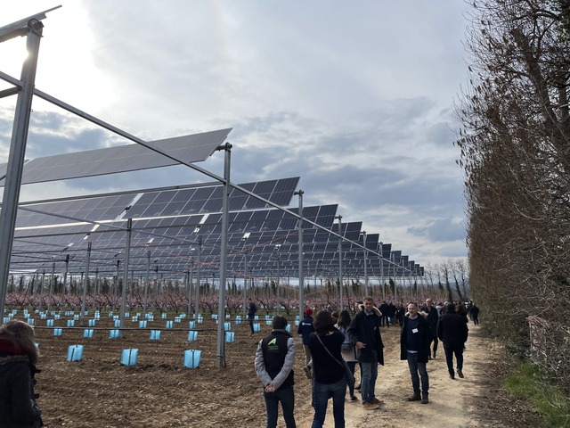 Inauguration d'un site agrivoltaïque de culture de pêche 