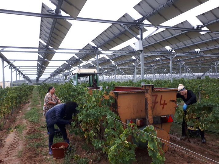 Vendange d'un site de vignes sous dispositif agrivoltaïques de Sun'Agri